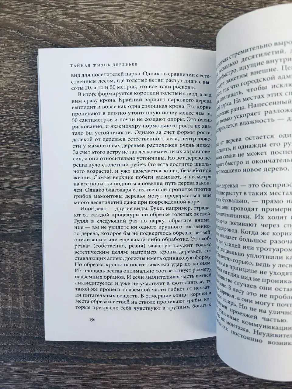 Тайная жизнь деревьев. Что они чувствуют, как они общаются - открытие сокровенного мира — изображение 3