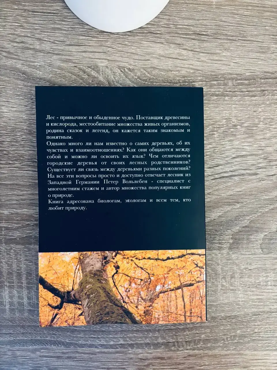 Тайная жизнь деревьев. Что они чувствуют, как они общаются - открытие сокровенного мира — изображение 9
